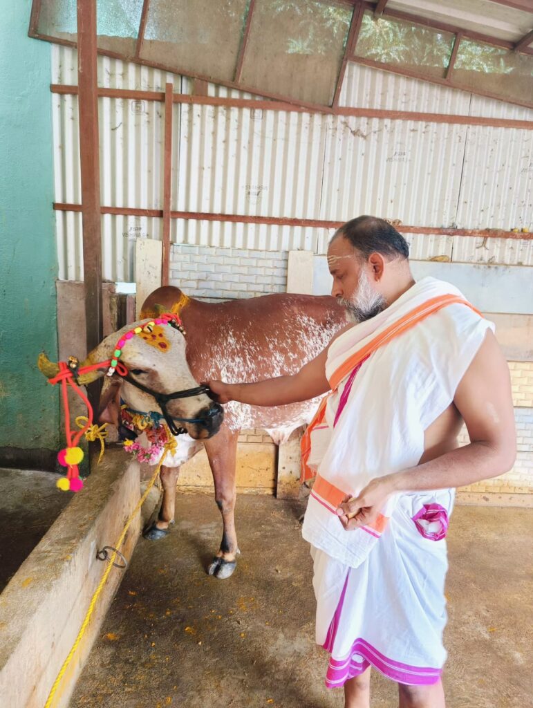 Mattu Pongal Gho Pooja 2025