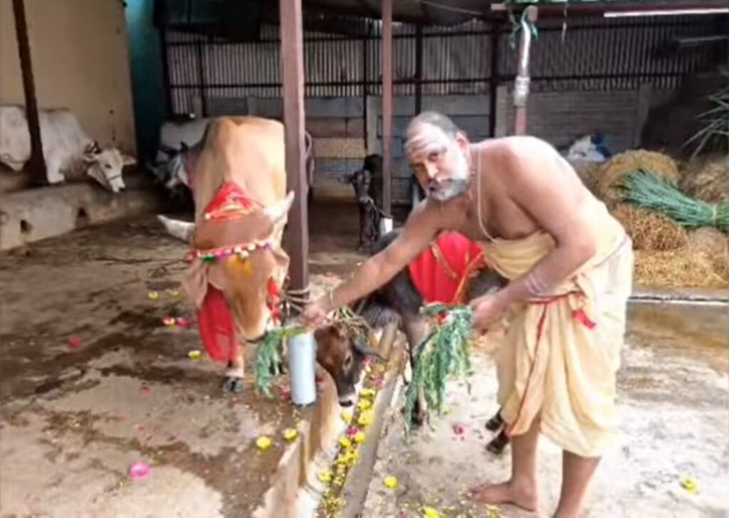 agathi keerai for pasu